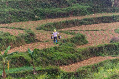 Ha Giang, Vietnam - 17 Mart 2018: tarım işçisi bir teraslı alan Kuzey Vietnam arazi yürürken