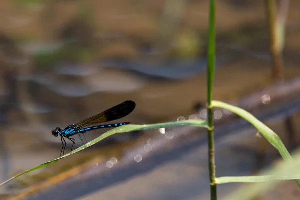 Fluorescerande Elektrisk Blues Flugor Flyger Över Flod Laos — Stockfoto