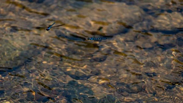 Fluorescent Electric Blues Flies Flying River Laos — Stock Photo, Image