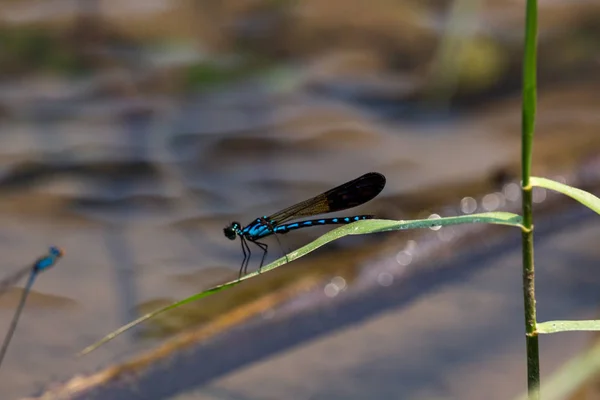 Fluorescent Electric Blues Flies Flying River Laos — Stock Photo, Image