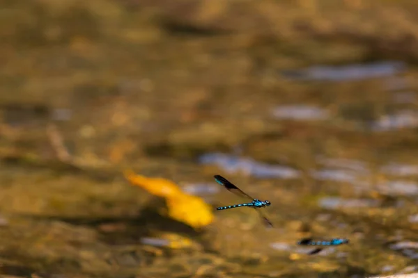 Fluorescerende Elektrische Blues Vliegen Vliegen Een Rivier Laos — Stockfoto