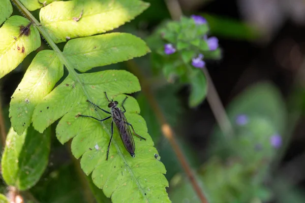 Bug Posó Sobre Una Hoja Bosque Salvaje Del Norte Laos — Foto de Stock