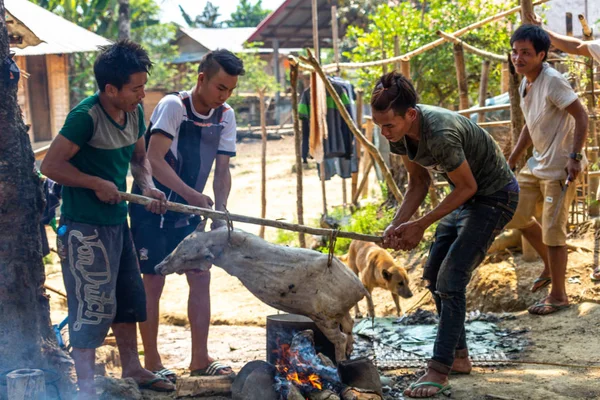 Bachong Nay,, Laos - 10 Nisan 2018: bir domuz eti yemek toplum için ızgara yerel azınlık köylüler