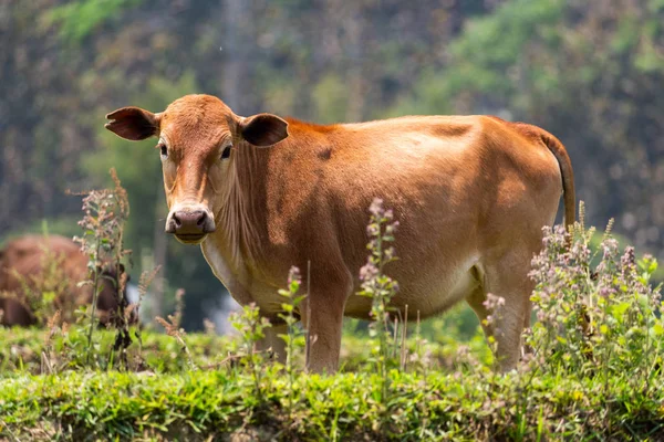Cow Omgiven Vilda Gröna Laos — Stockfoto