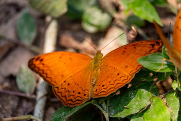 Turuncu kelebek üzerindeki yaprak bir ormandaki Laos