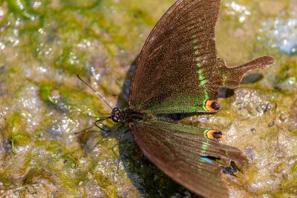 Kleurrijke Bruine Vlinder Gespoten Met Groene Kleur Het Wild Van — Stockfoto