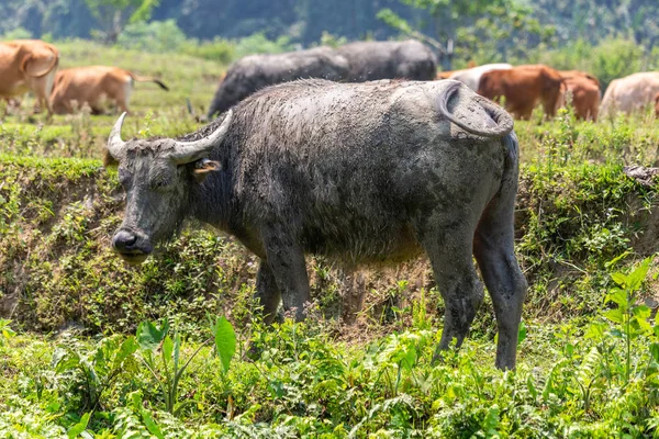 Buffalo Nel Selvaggio Sud Est Asiatico — Foto Stock