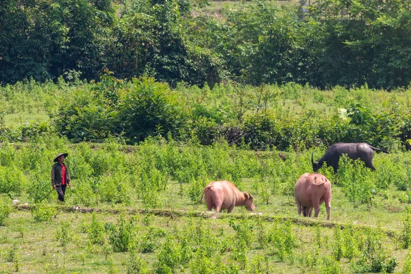 Muang Ngoi Laos Aprile 2018 Mucche Che Camminano Nella Verde — Foto Stock