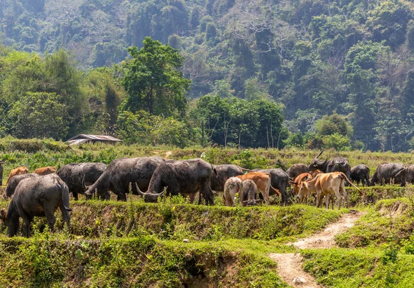 Vaches Buffles Sauvages Dans Nord Laos — Photo