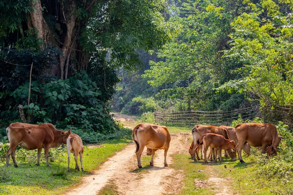 Bachong Nay,, Laos - 10 Nisan 2018: Kuzey Laos uzak bir alanda asfalt bir yolda yürüyen inekler