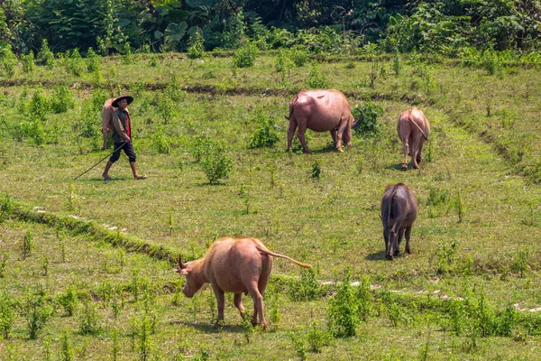 Muang Ngoi Laos Abril 2018 Vacas Paseantes Verde Campo Laos — Foto de Stock