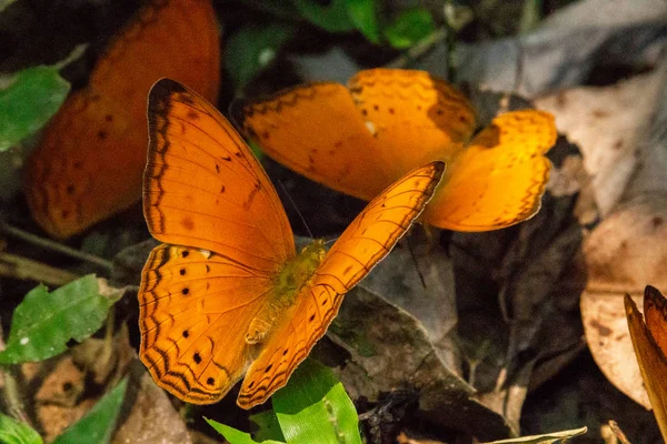 Bir orman Laos birçok turuncu kelebekler
