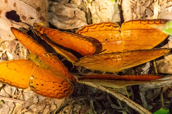 Bir orman Laos birçok turuncu kelebekler