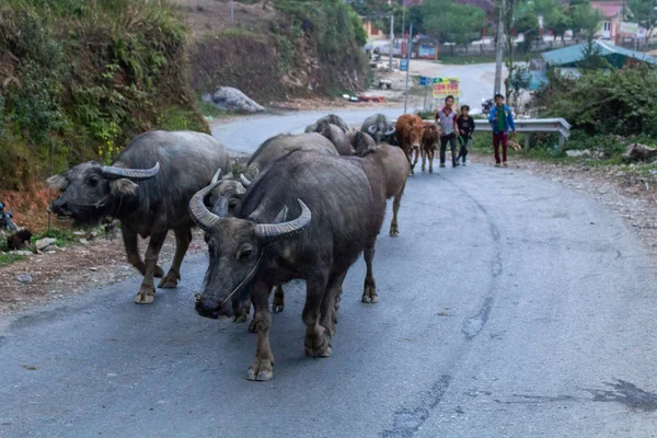 Giang Vietnam Marzo 2018 Bambini Che Camminano Intorno Una Mandria — Foto Stock