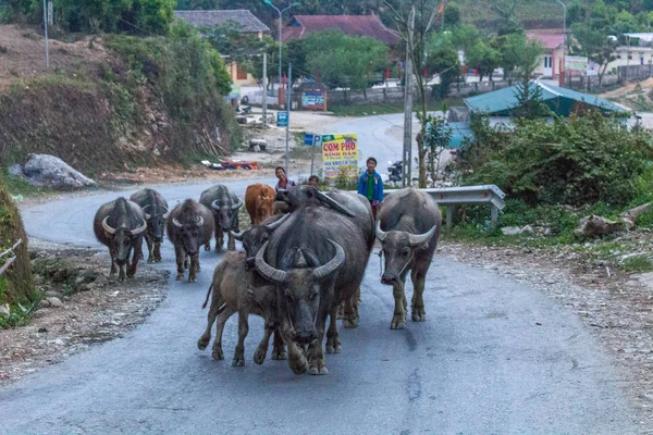 Giang Vietnam Marzo 2018 Bambini Che Camminano Intorno Una Mandria — Foto Stock