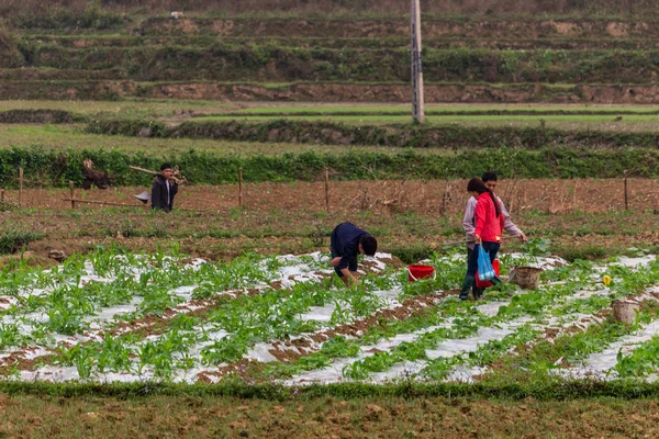 Ha Giang, Vietnam - 17 Mart 2018: Vietnam kırsal alanlarında çalışan insanların Grup