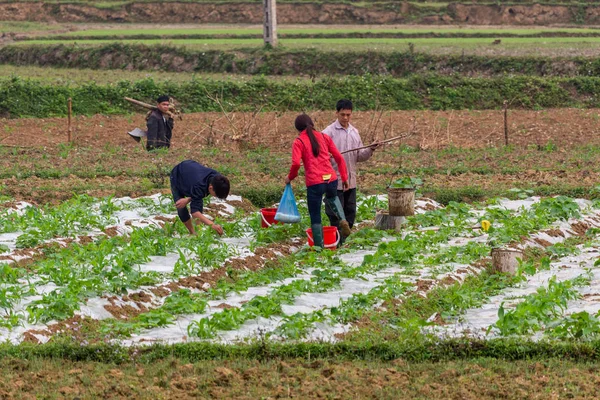 Giang Vietnam Mars 2018 Grupp Personer Som Arbetar Inom Områdena — Stockfoto
