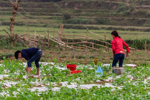 Ha Giang, Vietnam - 17 Mart 2018: Vietnam kırsal alanlarında çalışan insanların Grup