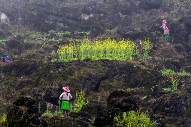 Ha Giang, Vietnam - 17 Mart 2018: Granit dağların Kuzey Vietnam üzerinde çalışma Hmong etnik azınlık ile ilgili kadınlar