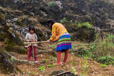 Ha Giang, Vietnam - 18 Mart 2018: Kuzey Vietnam dağlarında tarımsal çalışmalar yapmak Hmong etnik azınlık çocuklar. Çocuk İşçiliği Güneydoğu Asya'da yaygındır