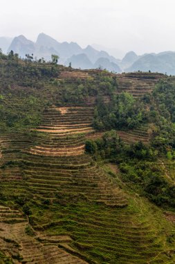 Ha Giang, Vietnam - 18 Mart 2018: çevrili tepeleri ve Vietnam sisli dağlar doğal pirinç terasları