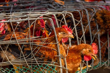 Dong Van, Vietnam - 18 Mart 2018: Hauls Pazar Dong Van Satılık tavuk pazarı