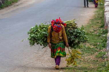 Ha Giang, Vietnam - 18 Mart 2018: Kuzey Vietnam bir yolda bitkilerin büyük yükler taşıyan genç kız. Çocuk İşçiliği kırsal Asya'da çok yaygındır