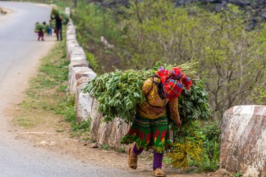Ha Giang, Vietnam - 18 Mart 2018: Kuzey Vietnam bir yolda bitkilerin büyük yükler taşıyan genç kız. Çocuk İşçiliği kırsal Asya'da çok yaygındır