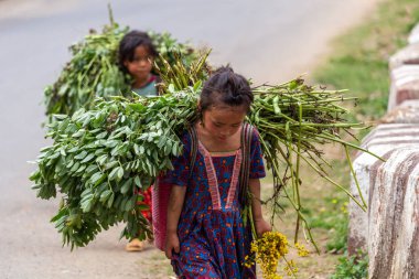 Ha Giang, Vietnam - 18 Mart 2018: Kuzey Vietnam bir yolda bitkilerin büyük yükler taşıyan genç kız. Çocuk İşçiliği kırsal Asya'da çok yaygındır