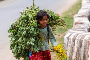 Ha Giang, Vietnam - March 18, 2018: Young girl transporting big loads of plants on a road in northern Vietnam. Child labor is very common in rural Asia clipart