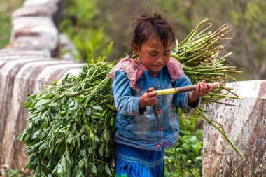 Ha Giang, Vietnam - March 18, 2018: Young boy transporting big loads of plants on a road in northern Vietnam. Child labor is very common in rural Asia clipart