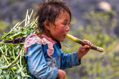 Ha Giang, Vietnam - March 18, 2018: Young boy eating a sugar can while transporting big loads of plants on a road in northern Vietnam. Child labor is very common in rural Asia clipart