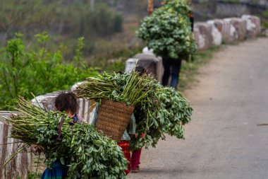 Ha Giang, Vietnam - 18 Mart 2018: Kuzey Vietnam bir yolda bitkilerin büyük yükleri taşıma çocuklu aile. Çocuk İşçiliği kırsal Asya'da çok yaygındır