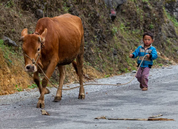 Giang Vietnã Março 2018 Criança Minoria Étnica Hmong Andando Vaca — Fotografia de Stock