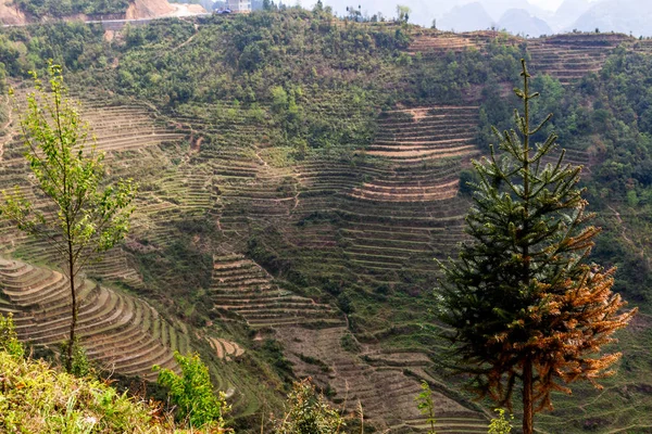 Ha Giang, Vietnam - 18 Mart 2018: Kuzey Vietnam dağlarında doğal pirinç terasları