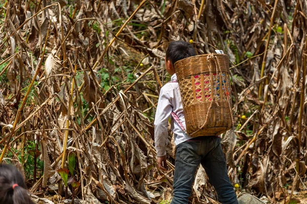 Giang Vietnam Mars 2018 Enfant Tenant Panier Bambou Travaillant Dans — Photo