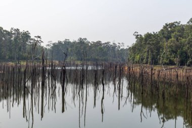 Thakhek, Laos - 20 Nisan 2018: kuru sezon sırasında Güney Laos Nam Theun köyü yakınındaki bir lagün sularına yansıyan ölü ağaçlar