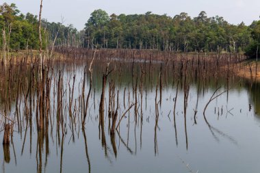 Thakhek, Laos - 20 Nisan 2018: kuru sezon sırasında Güney Laos Nam Theun köyü yakınındaki bir lagün sularına yansıyan ölü ağaçlar