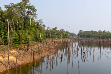 Thakhek, Laos - 20 Nisan 2018: kuru sezon sırasında Güney Laos Nam Theun köyü yakınındaki bir lagün sularına yansıyan ölü ağaçlar