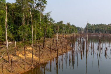 Thakhek, Laos - 20 Nisan 2018: kuru sezon sırasında Güney Laos Nam Theun köyü yakınındaki bir lagün sularına yansıyan ölü ağaçlar