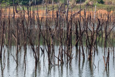 Thakhek, Laos - 20 Nisan 2018: kuru sezon sırasında orman Güney Laos Nam Theun köyü yakınındaki çevrili ölü ağaçlar