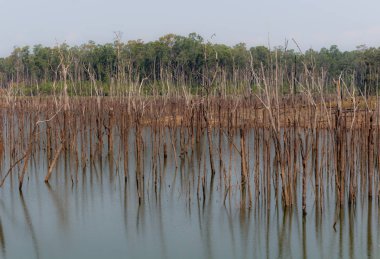 Thakhek, Laos - 20 Nisan 2018: kuru sezon sırasında orman Güney Laos Nam Theun köyü yakınındaki çevrili ölü ağaçlar