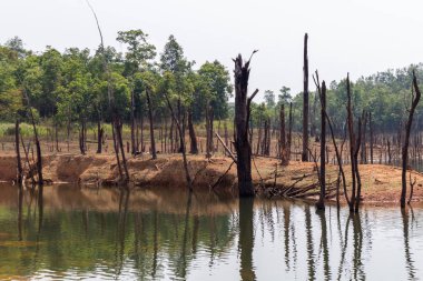 Thakhek, Laos - 20 Nisan 2018: kuru sezon sırasında orman Güney Laos Nam Theun köyü yakınındaki çevrili ölü ağaçlar