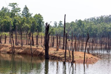 Thakhek, Laos - 20 Nisan 2018: kuru sezon sırasında orman Güney Laos Nam Theun köyü yakınındaki çevrili ölü ağaçlar