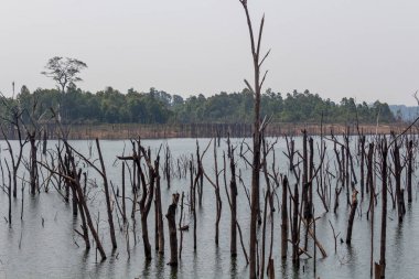 Thakhek, Laos - 20 Nisan 2018: kuru sezon sırasında orman Güney Laos Nam Theun köyü yakınındaki çevrili ölü ağaçlar