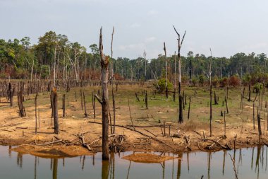 Thakhek, Laos - 20 Nisan 2018: kuru sezon sırasında orman Güney Laos Nam Theun köyü yakınındaki çevrili ölü ağaçlar