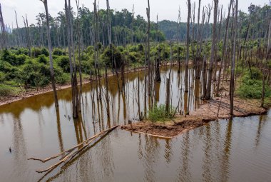 Thakhek, Laos - 20 Nisan 2018: kuru sezon sırasında orman Güney Laos Nam Theun köyü yakınındaki çevrili ölü ağaçlar