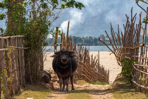 Buffalo Caminhando Por Caminho Perto Praia Don Daeng Rio Mekong — Fotografia de Stock