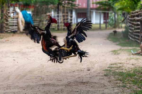老挝唐登 2018年4月27日 两个好斗的公鸡在老挝一条村庄小路中央战斗 — 图库照片