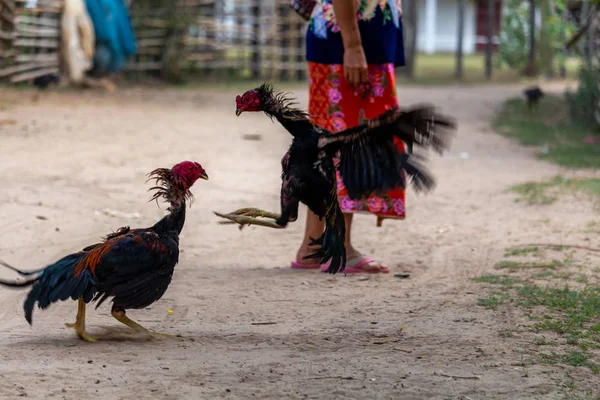 Don Daeng Laos Abril 2018 Dois Galos Agressivos Lutando Meio — Fotografia de Stock